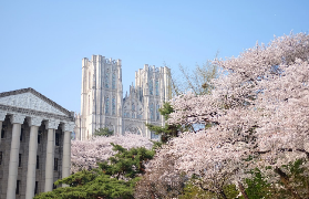 2026首爾櫻花一日遊實測｜3條路線超抵玩！預訂前5個必睇貼士✨