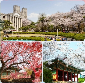 2026首爾賞櫻一日遊｜3大避坑點+路線推薦，超讚的春天之旅🌸