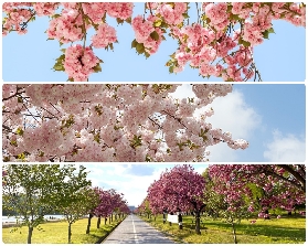 2026首爾八重櫻一日遊實測｜3個避坑點+隱藏拍攝位✨