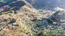 首爾出發｜光陽梅花+全州韓屋村一日遊實測！預訂前必看3個避坑點✨