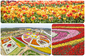 「2026首爾必玩」泰安郁金香節+鮮采草莓一日遊｜實測避坑全攻略✨