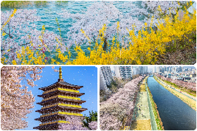 2026釜山賞櫻｜天空膠囊一日遊實測！三維度賞花+慶州古蹟超讚✨