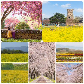 釜山賞櫻一日遊實測｜2026天空膠囊+追花路線超抵！避坑指南看這篇✨