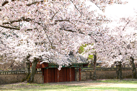2026釜山→慶州櫻花一日遊實測！3個隱藏賞櫻點美到窒息✨