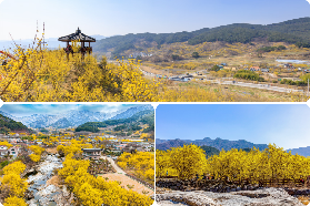 韓國早春賞花雙料慶典｜光陽梅花+求禮茱萸｜實測避坑指南✨