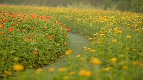 上海隱藏版賞花勝地！花開海上生態園四季實測｜親子/拍照必看💐