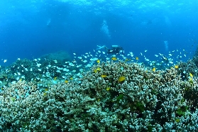 斯米蘭群島遊玩攻略：邂逅半年限定的果凍海，解鎖世界級潛水體驗