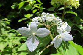 北鐮倉葉祥明美術館｜3個必知避坑點+真實體驗總結