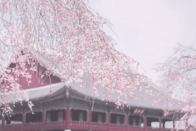 【2026韓國賞櫻攻略】首爾櫻花前線預測與必訪景點全指南