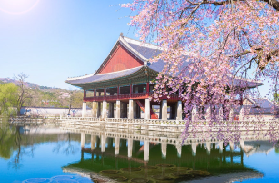 【2026韓國春季賞櫻攻略】首爾七大熱門勝地完整指南