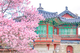 【2026韓國春季賞花全攻略】七大絕美花海勝地推薦