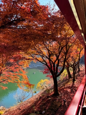 🍁京都🚞嵐山小火車「逆向賞楓」路線
