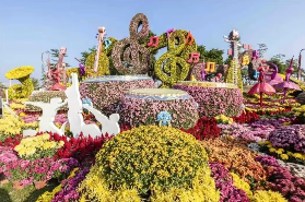 2025小欖菊花展🌼附活動節目單+交通攻略