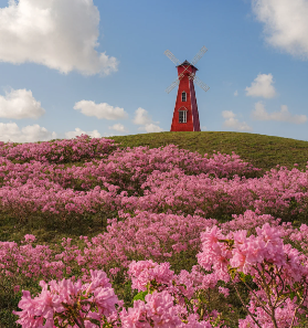 江門紫色仙境上線！6000棵紫風鈴開炸，冬日限定的浪漫花海