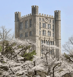 2026韓國櫻花預測地圖！千米櫻花隧道，海島櫻花節...3月開始！