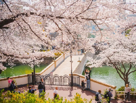 2026年韓國賞櫻指南｜首爾釜山濟州島，總有一個適合您