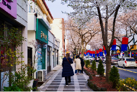 2026年濟州島賞櫻攻略：高性價比春日花事