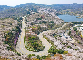 2026年京畿道賞櫻攻略 | 打卡韓國本地人私藏的櫻花秘境！