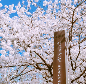 2026年韓國櫻花季節—打卡必備！韓國櫻花花期預測