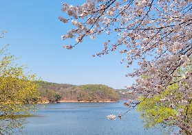 2026年韓國十大熱門賞櫻地點完整攻略