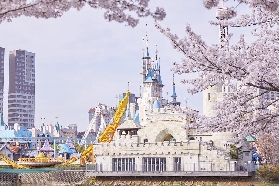 2026年首爾賞櫻速報！五大夢幻景點完整攻略