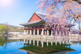 2026年韓國春季賞櫻七大熱門勝地