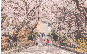 2026年韓國大學櫻花拍照最強打卡點，快來Pick你心中的No.1