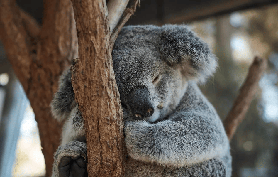 悉尼塔龍加動物園實測！6小時逛完這些亮點才叫賺到🤩