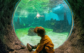 悉尼水族館門票預訂必睇！3個貪平貪方便嘅坑我踩過😫