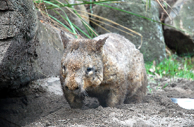 可倫賓野生動物保護區遊玩總結：3個必知避坑點+行程規劃✨