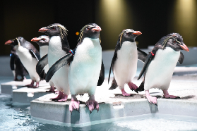 札幌AOAO水族館實測｜親子遊超抵！避坑+交通全攻略✨