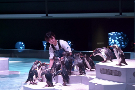 札幌AOAO水族館情侶約會｜超讚沉浸式體驗+交通攻略不踩雷💖