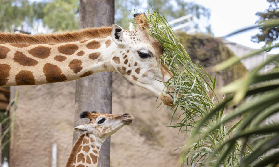 墨爾本動物園遊玩總結｜避坑指南+行程規劃建議