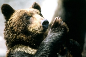 北海道登別熊牧場｜搭纜車7分鐘睇70+棕熊！人籠體驗超震撼✨