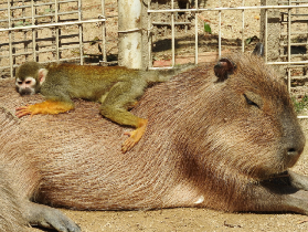 東武動物公園門票實測｜1天玩轉動物園+主題樂園+泳池！避坑指南看這篇✨