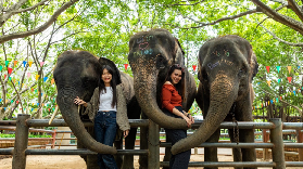 芭堤雅帶娃親測：大象村半天玩法，省心不踩雷