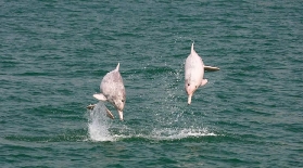 香港粉紅海豚實測98%看到！避坑+保姆級攻略✨