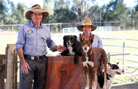 布裏斯班龍柏實測！抱無尾熊+餵袋鼠超讚～親子體驗滿分✨