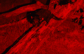 龍柏動物園夜間導覽｜揭開澳洲夜行動物的神秘面紗✨