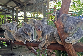 凱恩斯雨林公園遊玩總結｜5個避坑建議別踩雷💡