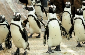 京都水族館必玩攻略｜從預訂到避坑一次告訴你！超讚！