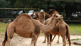 雪梨野生動物園全攻略：門票、交通、動物亮點一次掌握