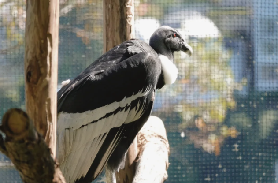 悉尼四大動物園測評