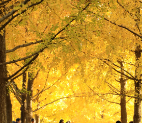 12.4實拍！上海世博公園銀杏黃透了，99.999%金黃暴擊