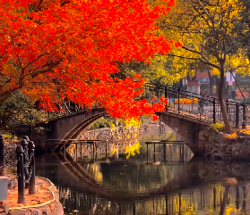 實拍！上海魯迅公園秋意120%拉滿，紅葉梧桐美到窒息