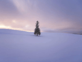 北海道冬日實測｜旭山企鵝散步+精靈露臺夜景｜浪漫到哭😭