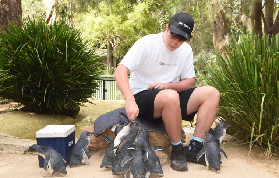 悉尼費瑟戴爾野生動物園｜實測避坑+行程規劃懶人包🤩