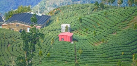 石碇茶鄉半日遊預訂指南｜避坑+規劃一次看清楚