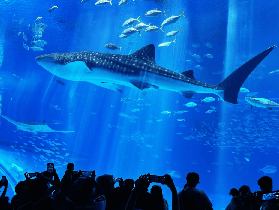 沖繩自由行懶人包！Hip Hop Bus一日遊實測🔥選對路線省一半力