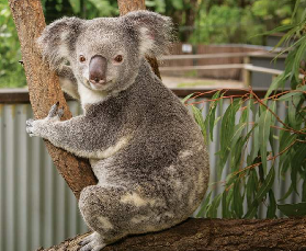 凱恩斯庫蘭達樹熊花園｜樹熊控必沖！實測避坑+動物全攻略🐨